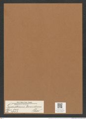 Triceratium timidum Grev. (de-Toni-Nr.: Genus 140, Species 3942) Zeichnungen Sammlung Grunow Mappe 03954 (Herbarium_W_Grunow_drawings_Folder_03954)